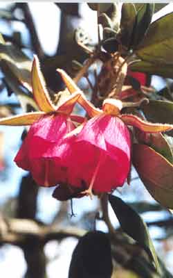 Trochetia Boutoniana
